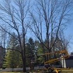 Tree Removal