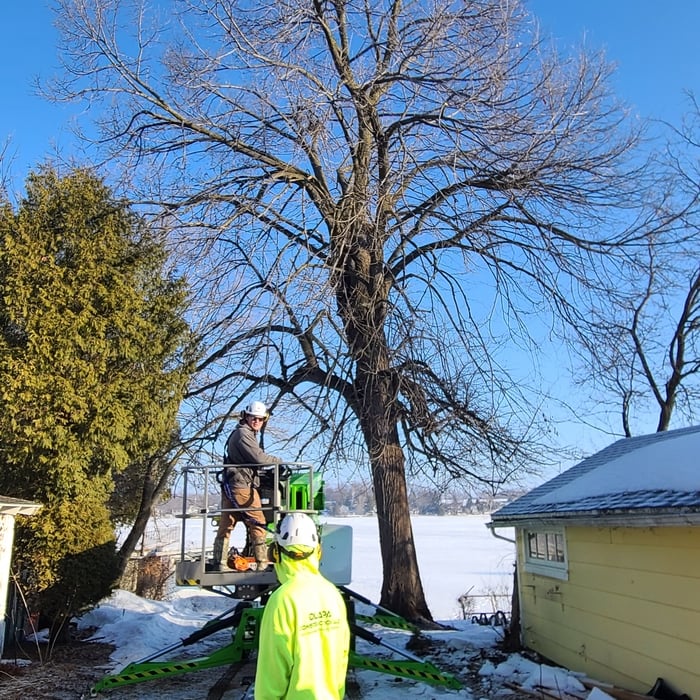 Tree Removal