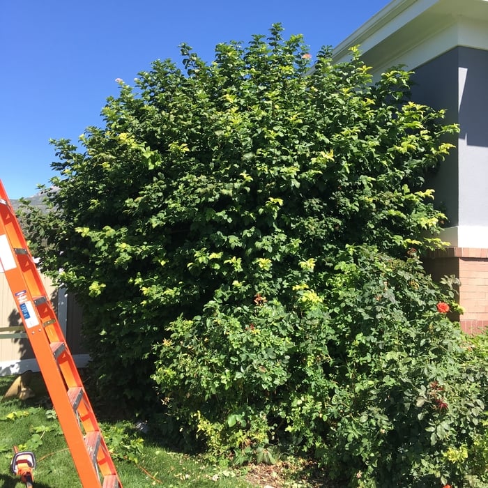 Trimming Bushes