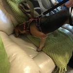 Home Inspections