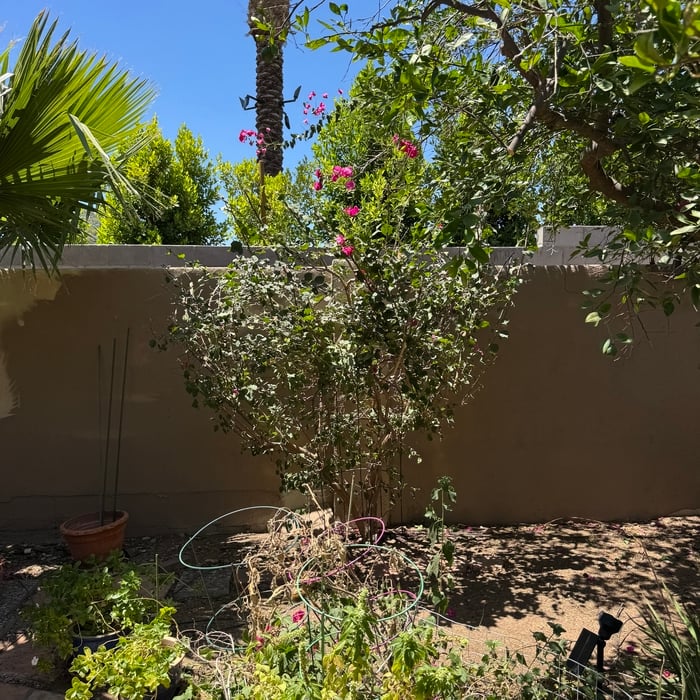 Yard clean up