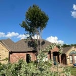 Landscape remodel
