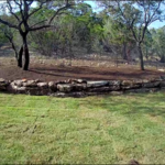 Tree Beds