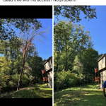 Dead ash tree over condos