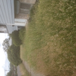 High grass empty rental property
