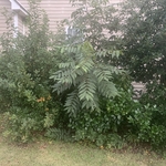 Left side