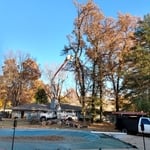 Tree removal