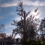 Tree removal