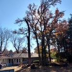 Tree removal