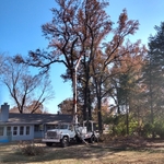 Tree removal