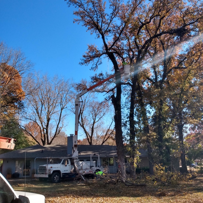 Tree removal
