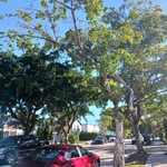Tree removal