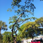 Tree removal