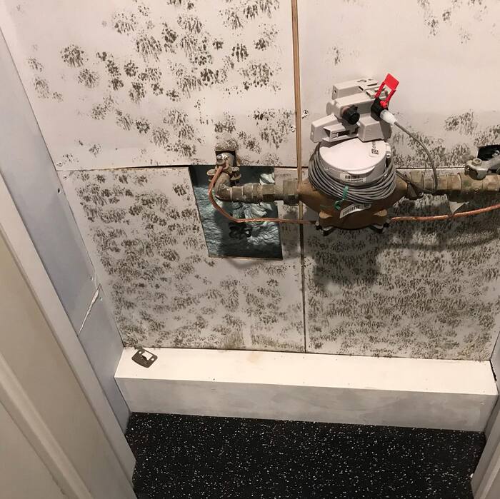 Mold in the water closet