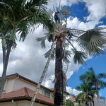 Tree Cuting down