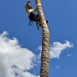 Tree Cuting down