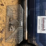 Raccoon