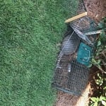Armadillo