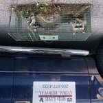 2 Raccoons