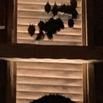 Bats