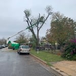 Tree Removal 1606 Mimosa