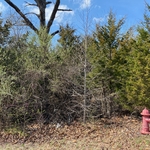 Forestry Mulching