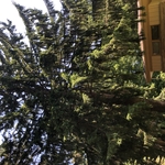 Pine Removal
