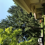 Pine Removal