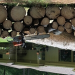 Pine Removal