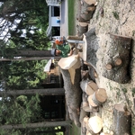 Pine Removal