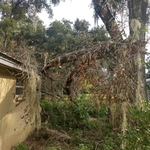 Back yard before