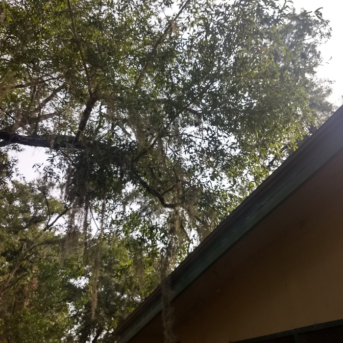 Oak limb on a house