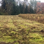 Ground after mowing