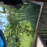 Major vegetation removal