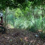Major vegetation removal