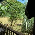Major vegetation removal