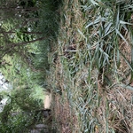 Major vegetation removal
