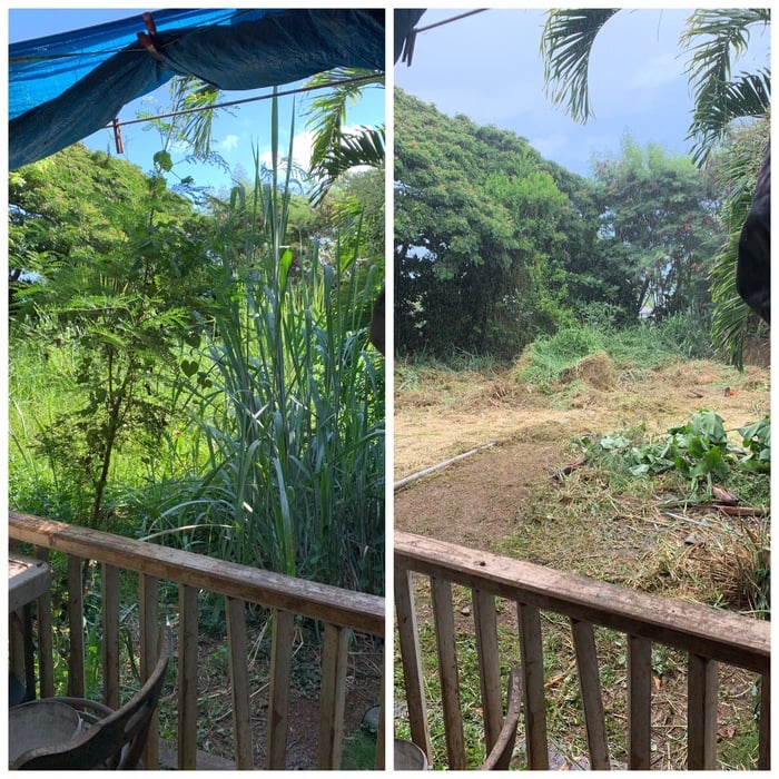 Major vegetation removal