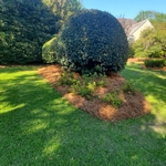 Wilmington Pinestraw