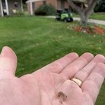 Sod Webworm