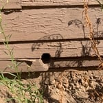 Open entrance for rodents