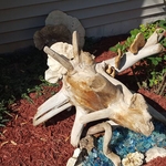 Drift Wood Feature