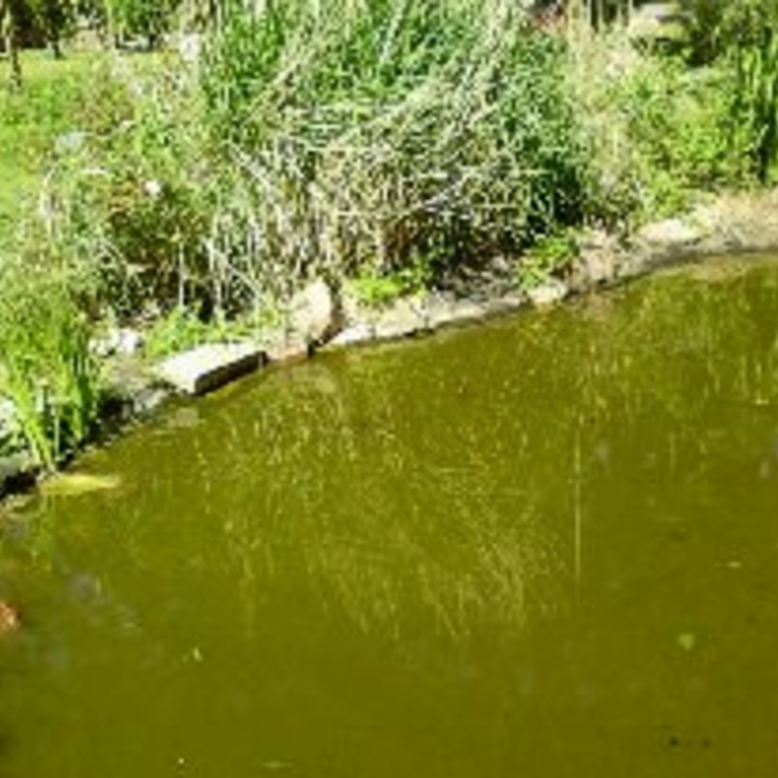 Pond Clean up