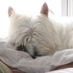 Westie