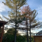 E.R tree service