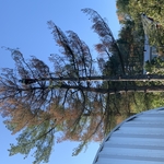 E.R tree service