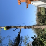 E.R tree service