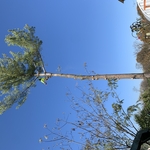 E.R tree service