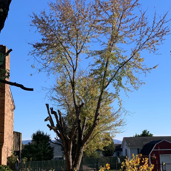 E.R tree service