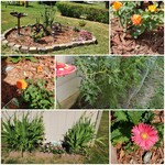 My flowerbed